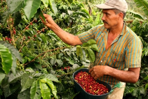 Cali: Coffee Tour - Authentic Coffee Experience