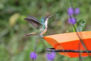 Cali: Hummingbird Watching & Photography Tour