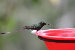 Cali: Hummingbird Watching & Photography Tour
