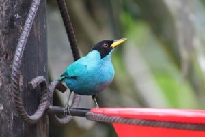 Cali: Hummingbird Watching & Photography Tour