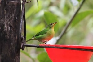 Cali: Hummingbird Watching & Photography Tour