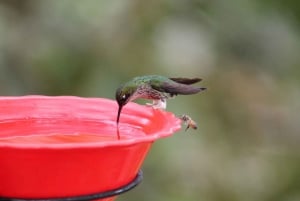 Cali: Hummingbird Watching & Photography Tour