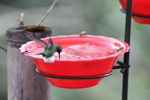 Cali: Hummingbird Watching & Photography Tour