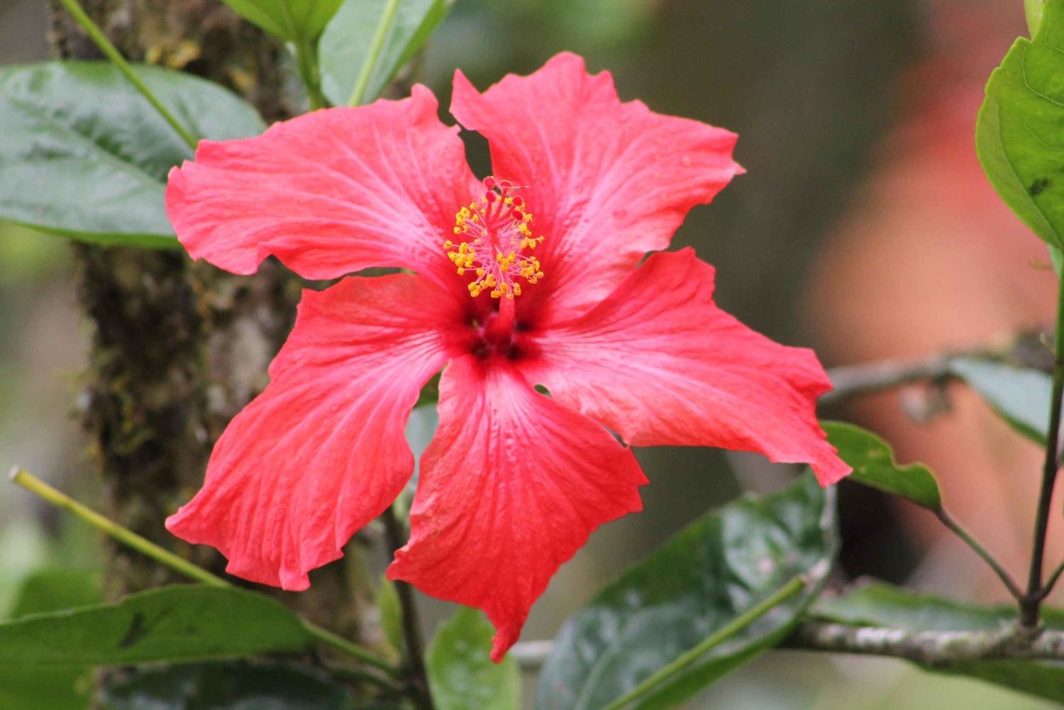 Cali: Obserwacja kolibrów i wycieczka fotograficzna