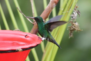 Cali: tour fotografico e di osservazione dei colibrì
