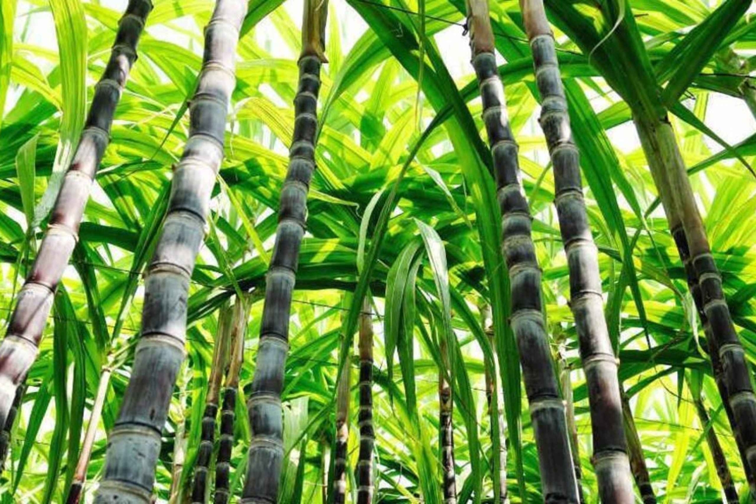 Cali: farma trzciny cukrowej i jednodniowa wycieczka do hacjendy El Paraiso