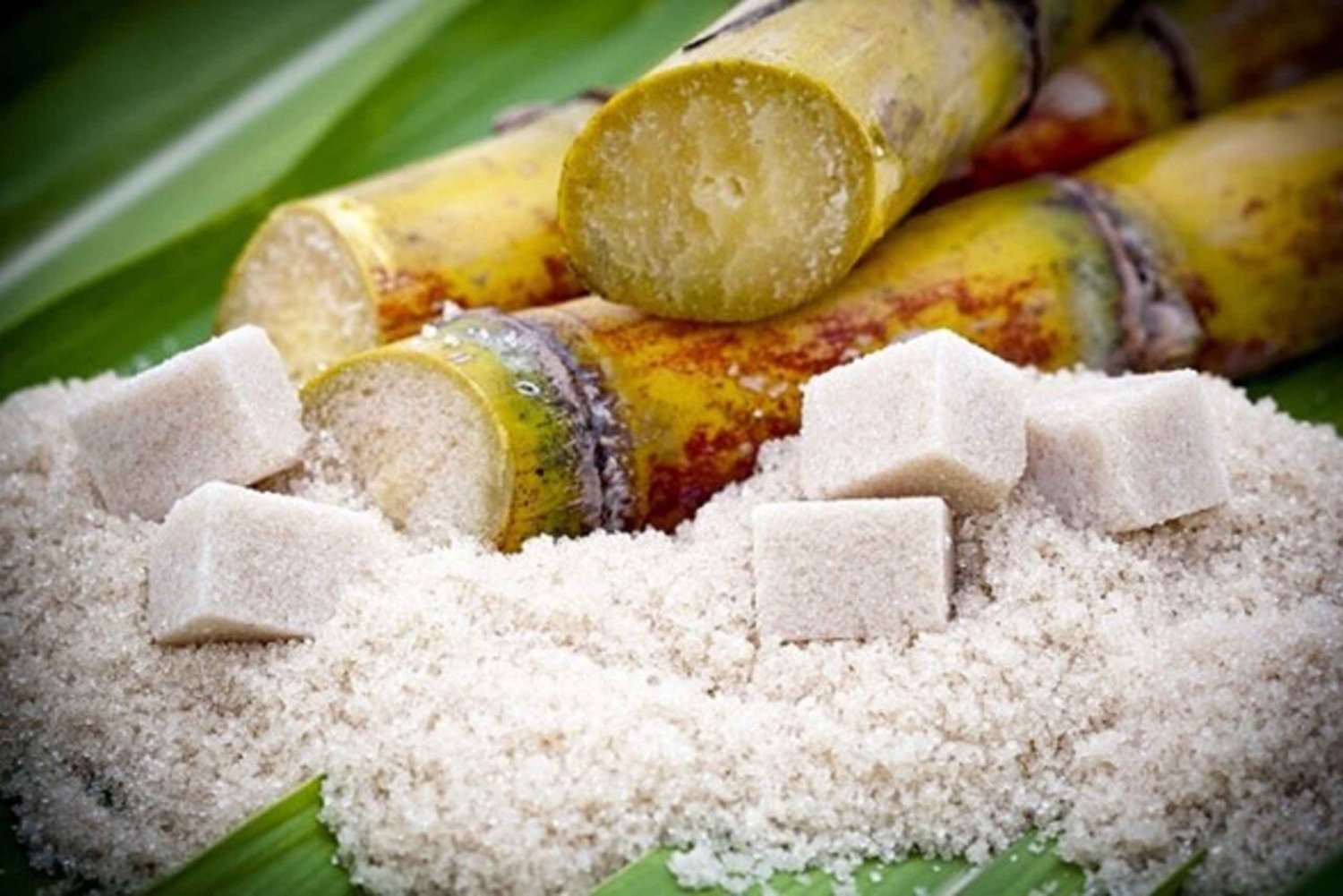 Cali: farma trzciny cukrowej i jednodniowa wycieczka do hacjendy El Paraiso