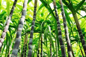 Cali: farma trzciny cukrowej i jednodniowa wycieczka do hacjendy El Paraiso