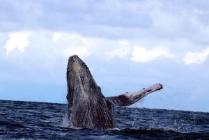 Cali: Whale Watching in the Colombian Pacific Coast