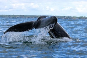 Cali: Whale Watching in the Colombian Pacific Coast