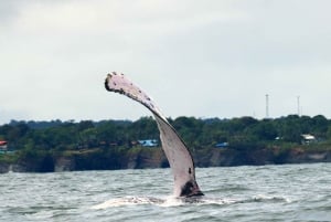 Cali: Whale Watching in the Colombian Pacific Coast