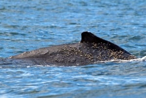 Cali: Whale Watching in the Colombian Pacific Coast