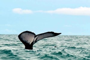 Cali: Whale Watching in the Colombian Pacific Coast