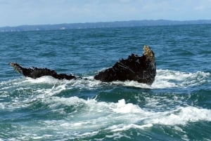 Cali: Whale Watching in the Colombian Pacific Coast