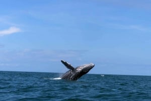 Cali: Whale Watching in the Colombian Pacific Coast