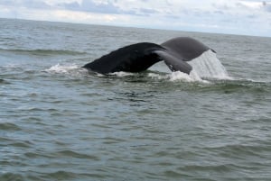 Cali: Whale Watching in the Colombian Pacific Coast