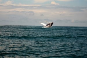 Cali: Whale Watching in the Colombian Pacific Coast