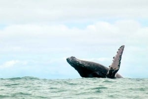 Cali: Whale Watching in the Colombian Pacific Coast