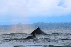 Cali: Whale Watching in the Colombian Pacific Coast