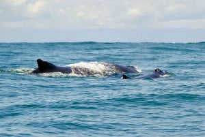 Cali: Whale Watching in the Colombian Pacific Coast