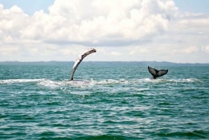 Cali: Whale Watching in the Colombian Pacific Coast