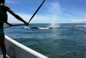 Cali: Whale Watching in the Colombian Pacific Coast