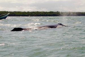 Cali: Whale Watching in the Colombian Pacific Coast