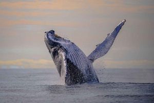 From Cali: Whale Watching Day Trip in Buenaventura