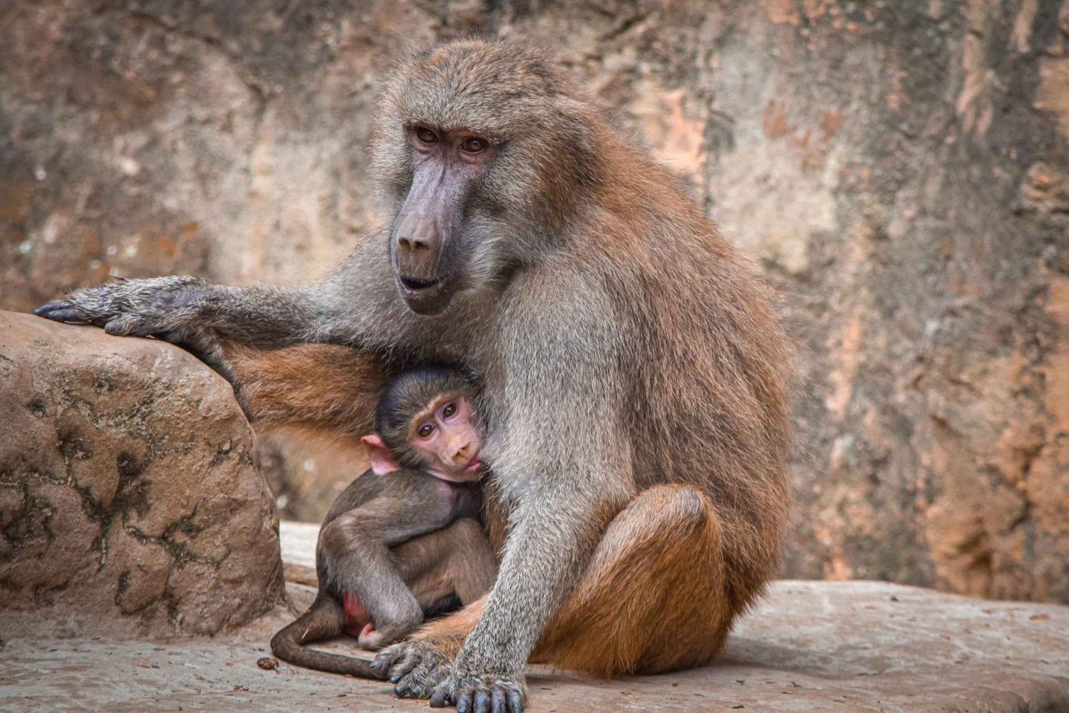 Ticket de Acceso Zoológico de Cali