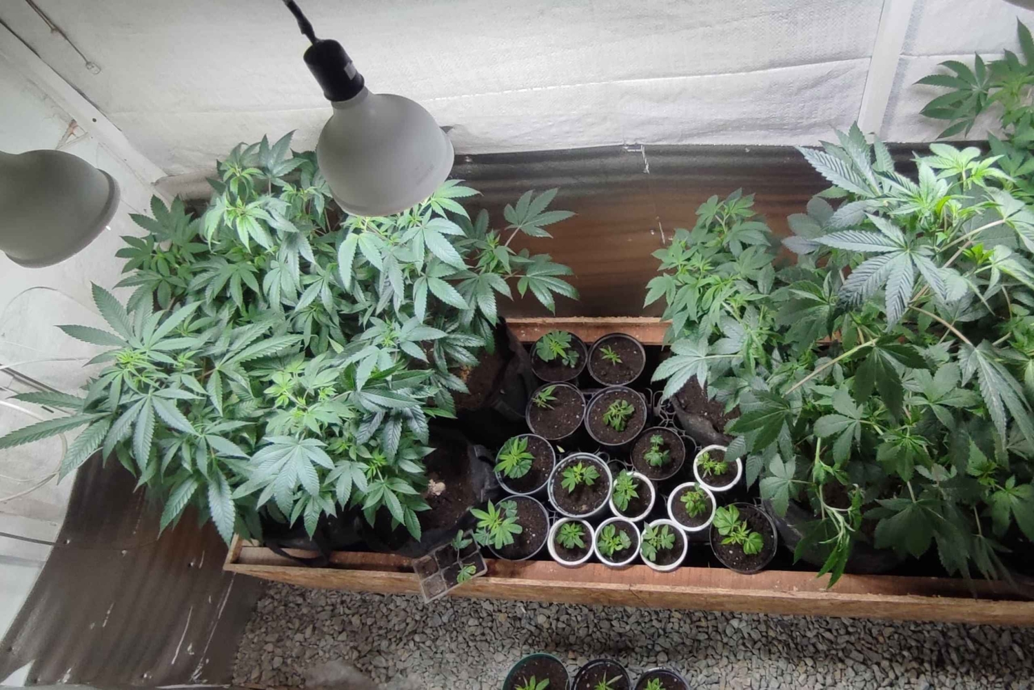 EXPÉRIENCE DU CANNABIS