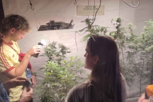 EXPÉRIENCE DU CANNABIS