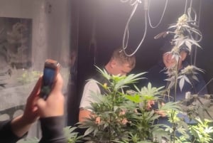 EXPÉRIENCE DU CANNABIS