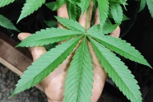 EXPÉRIENCE DU CANNABIS