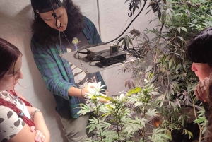 EXPÉRIENCE DU CANNABIS