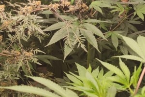 EXPÉRIENCE DU CANNABIS