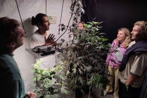 EXPÉRIENCE DU CANNABIS