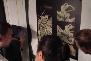 EXPÉRIENCE DU CANNABIS