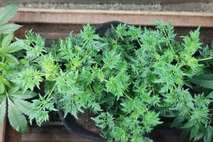 EXPÉRIENCE DU CANNABIS