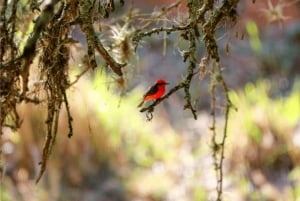 Маршруты Карибского Момпокса