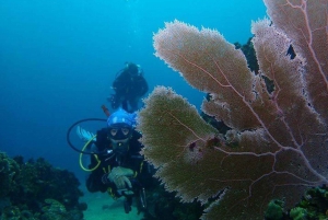 Cartagena: 2 Tanks Dive Plan For CERTIFIED DIVERS