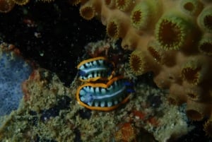 Cartagena: 2 Tanks Dive Plan For CERTIFIED DIVERS