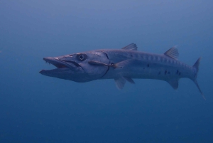 Cartagena: 2 Tanks Dive Plan For CERTIFIED DIVERS