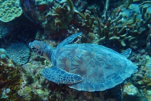 Cartagena: 2 Tanks Dive Plan For CERTIFIED DIVERS