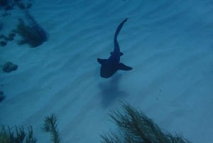 Cartagena: 2 Tanks Dive Plan For CERTIFIED DIVERS