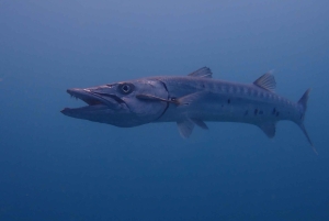 Cartagena: Plano de mergulho com 2 tanques para mergulhadores certificados