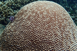 Cartagena: Plano de mergulho com 2 tanques para mergulhadores certificados