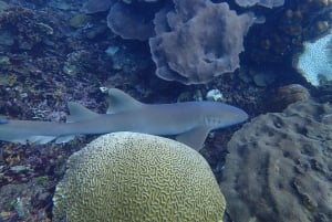 Cartagena: Plano de mergulho com 2 tanques para mergulhadores certificados