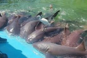 Cartagena: 3 exklusiva resmål på Rosarioöarna