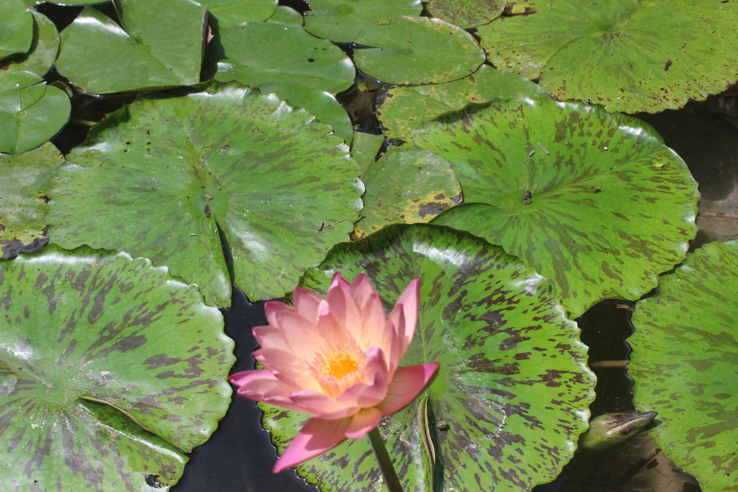 Cartagena: Eventyr i Turbaco og den botaniske have