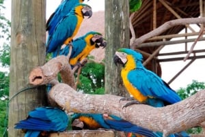 Cartagena: Transport to the aviary on the island of Barù